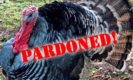 UPDATE: Whew – ‘Dinner or Pardon’ Turkeys will be pardoned Tuesday afternoon!