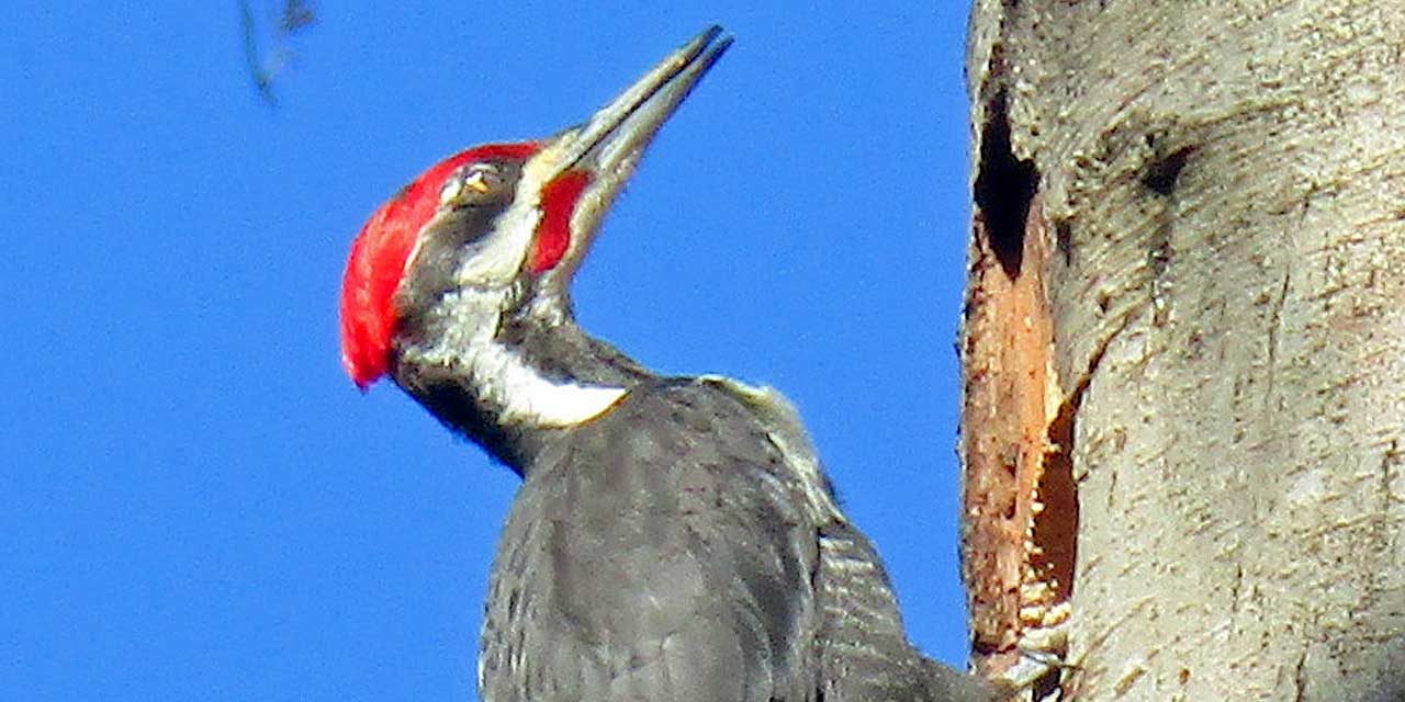 PHOTOS: Meet some socially-distant Woodpecker neighbors