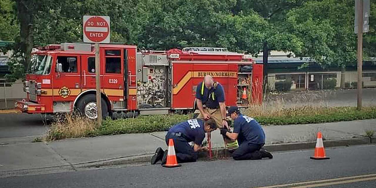 Firefighter goes upside-down to rescue baby duckling from drain on busy road