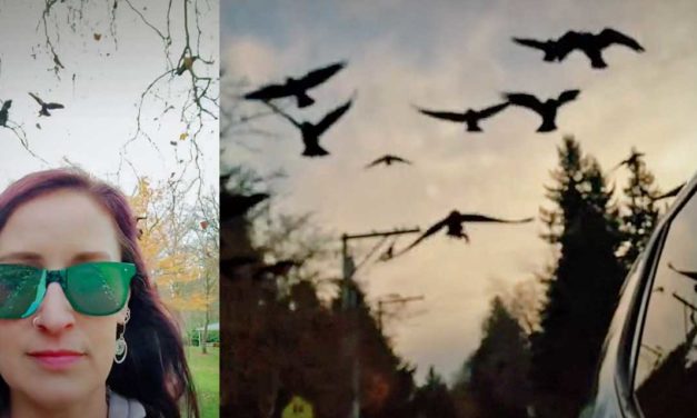 Brittany Shelton has a murder of cool animal friends, and has learned to ‘crow exist’ with them